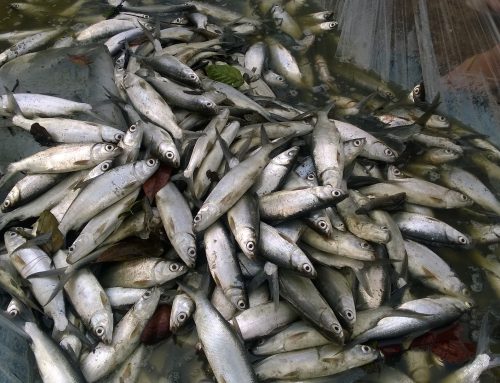 Capability Enhancement of Local Laboratories in the Determination of Inorganic Toxic Elements in Aquacultured Milkfish through Proficiency Testing Scheme