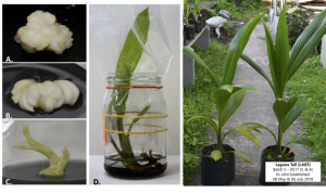 CSet Cultures: A. Plumule-derived calloids; B. Somatic Embryos; C. Shootlet; D. Plantlet; and E. First fully-developed plantlet cv. Baybay Tall (BAYT)