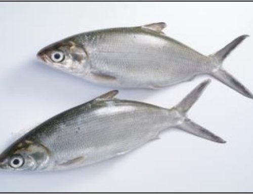 Sustainable Bangus Fry Production of ALT Hatchery, Panabo City Davao del Norte