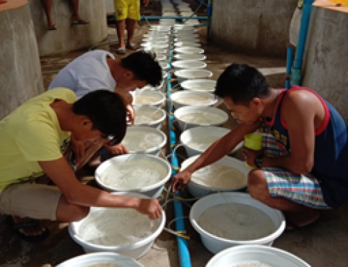 Smart Production of Milkfish Using Developed Technologies: Project 2.  Development and promotion of milkfish satellite hatcheries in major milkfish producing areas of the Philippines