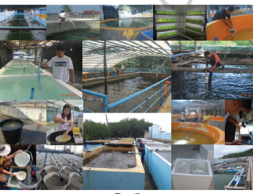 Sustaining the Development of Core Satellite Milkfish Hatchery Network in the Philippines
