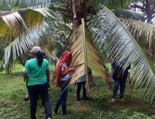 Biological Interventions In Coconut Scale Insect (CSI) Calamity Areas In Basilan, ARMM – Phase II