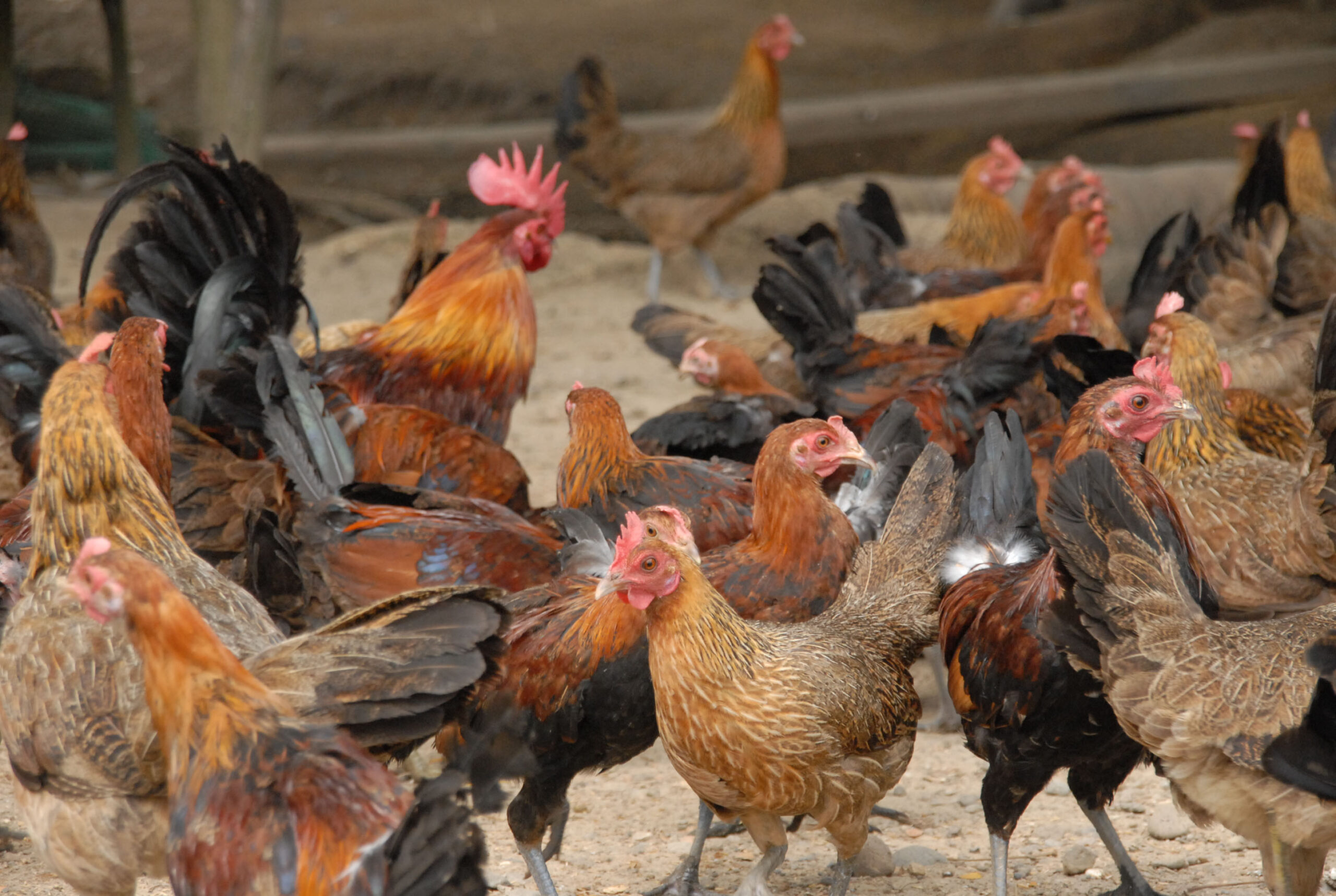 Backyard Native Chicken House Design Philippines - vrogue.co