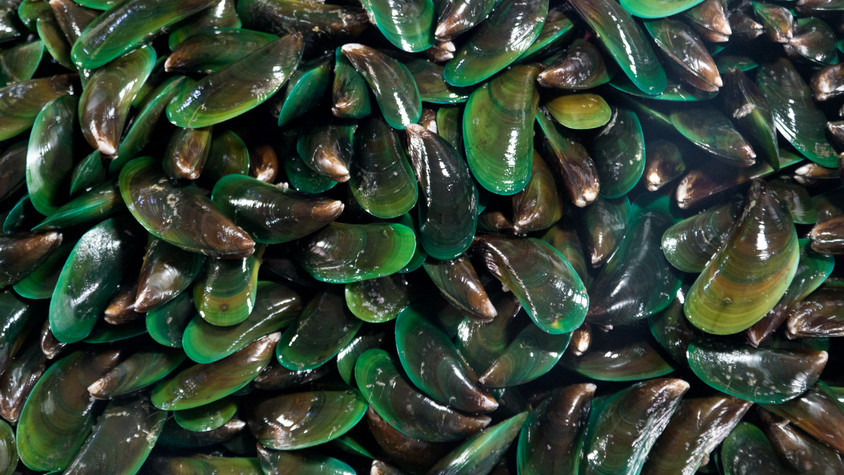 green mussels