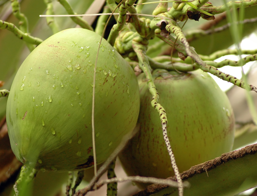 Pinoy S&T Services for Farmers and Entrepreneurs Program (PSF): Magsasaka Siyentista-Led Community-Based Coconut And Banana Farming Systems In Davao Del Norte