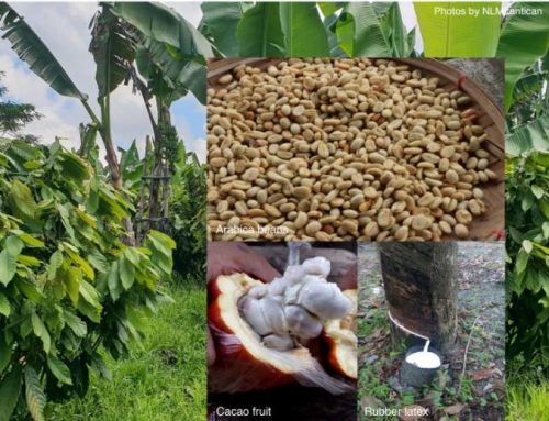Tool for Building Site Matching Functions for Rubber, Coffee and Cacao