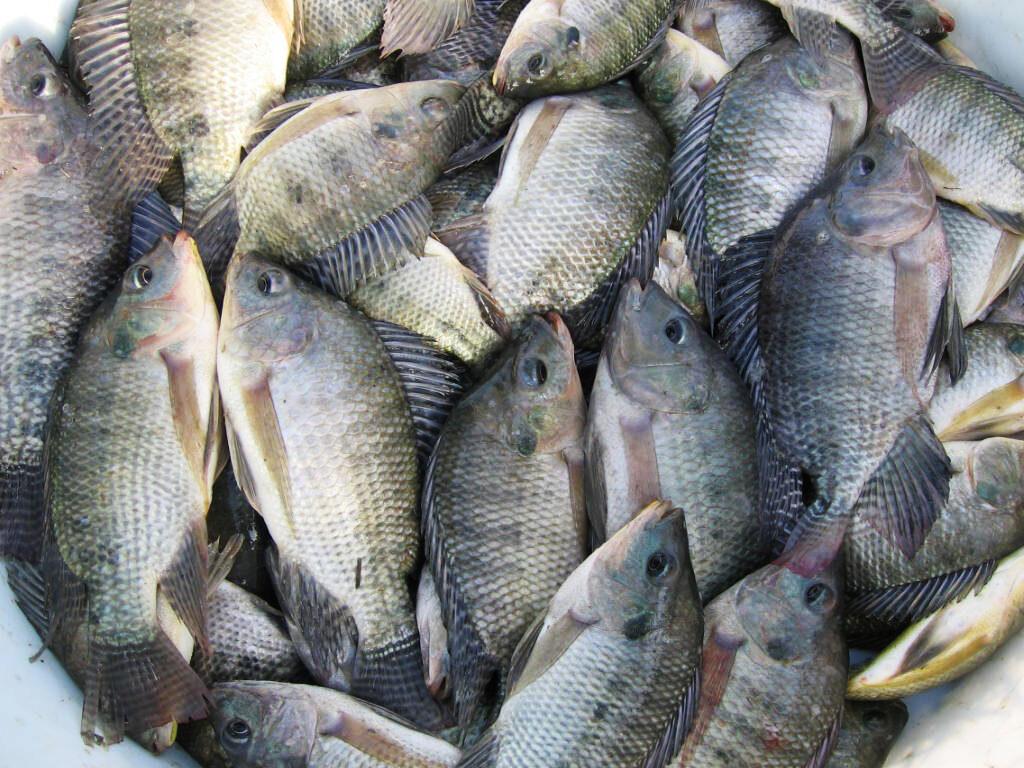 Tilapia