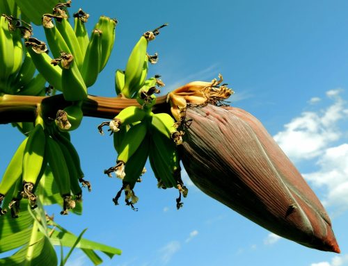 Pinoy S&T Services for Farmers and Entrepreneurs Program (PSF):  Magsasaka Siyentista-Led Community-Based Coconut And Banana Farming Systems In Davao Del Norte