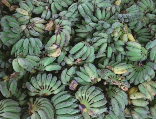 Pinoy S&T Services for Farmers and Entrepreneurs Program (PSF): Magsasaka Siyentista-Led Community Based Banana (Saba/Cardaba) Farming System In Davao Oriental