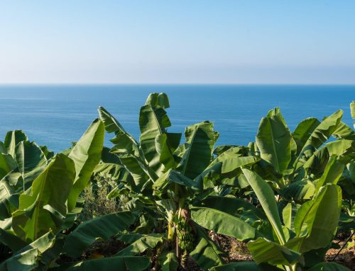 Coconut-Based Intercropping with Banana and Corn as Livelihood Options for Communities in Brgy. Camansihay, Tacloban, Leyte: An S&T Community-Based Farm (STCBF) Approach