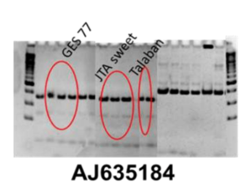 Simple Sequence Repeat Markers kit