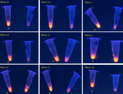 LAMP kits for detection of disease pathogens