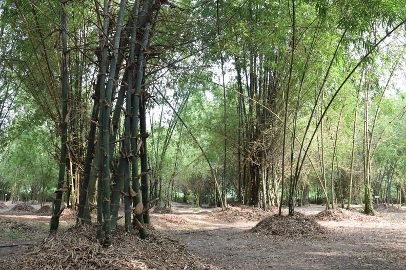 bamboo 20200601121250 73ecb4c0 me