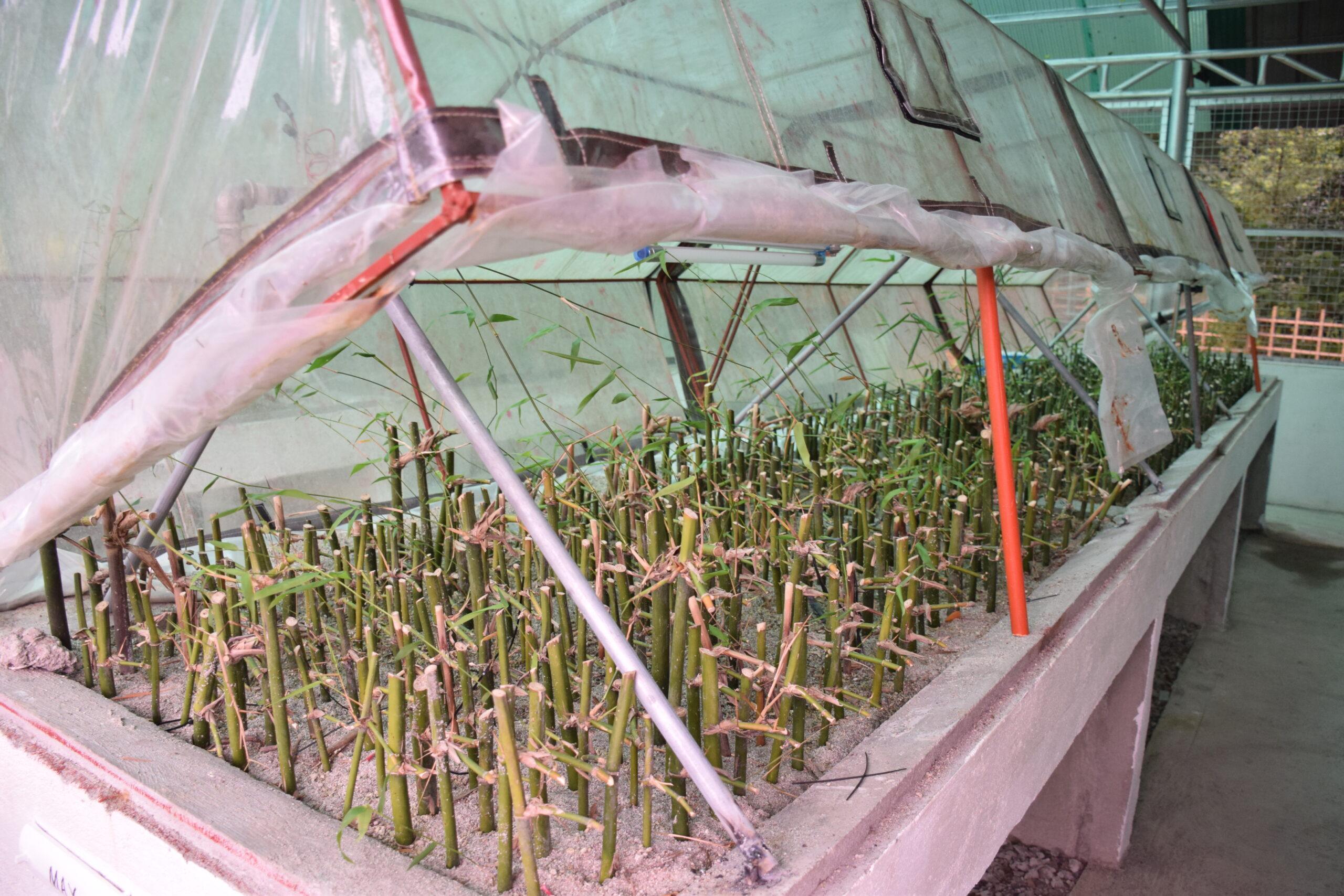 Bamboo nursery 3 scaled