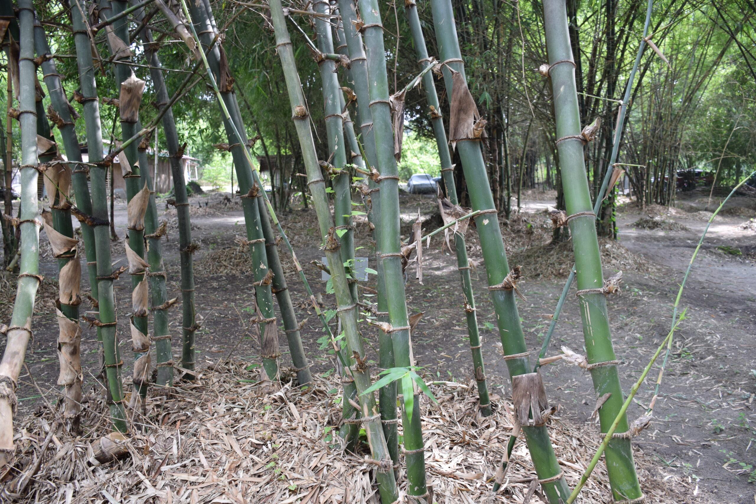 Bamboo scaled