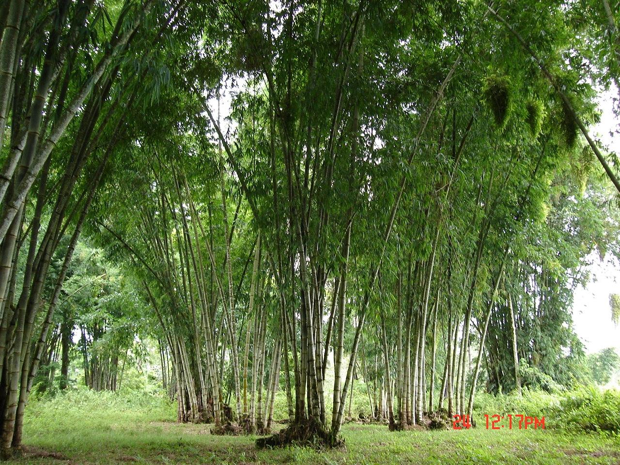 Giant bamboo plantation Bukidnon 1