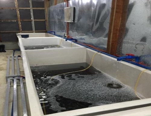 Mussel depuration system