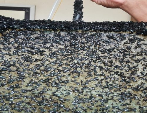 Mussel hatchery technology