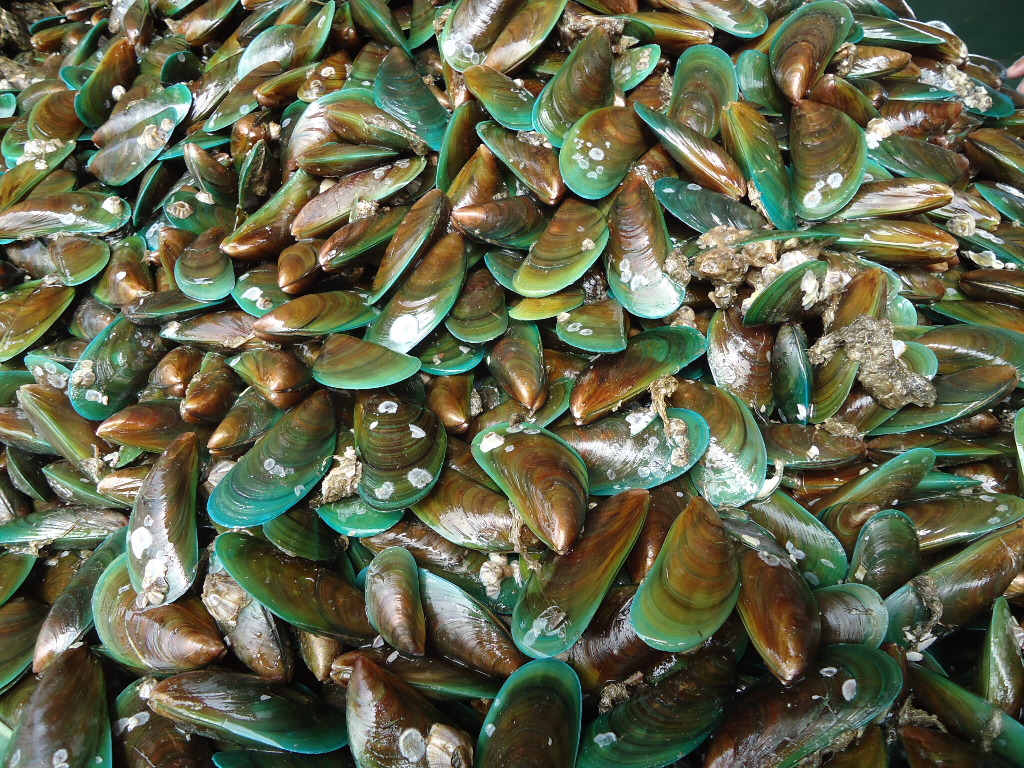 Shocking Truth About Mussel Poop & Water Quality - g65nytq
