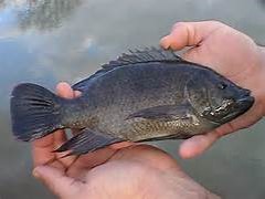 tilapia business plan philippines