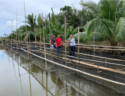 Evaluation of provitamin B1 as agent to reduce feed cost of practical diet of the nile tilapia and milkfish