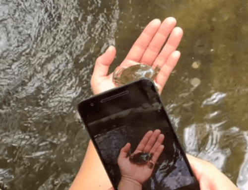 Crabifier Application