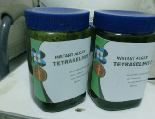 Microalgae Paste