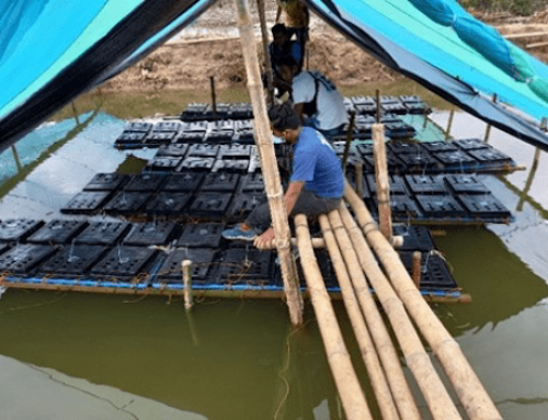 Maximizing Pond Use through Mangrove Crab Fattening Cum Fish Culture to Improve the Livelihood of Farmers