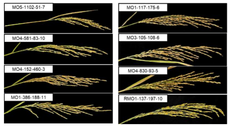 low glycemic index rice in tamil
