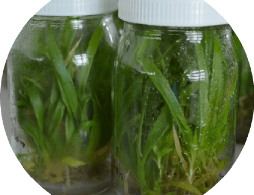 Queen Pineapple Somatic Embryogenesis Technology