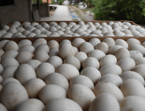 Salted egg w/ longer shelf life