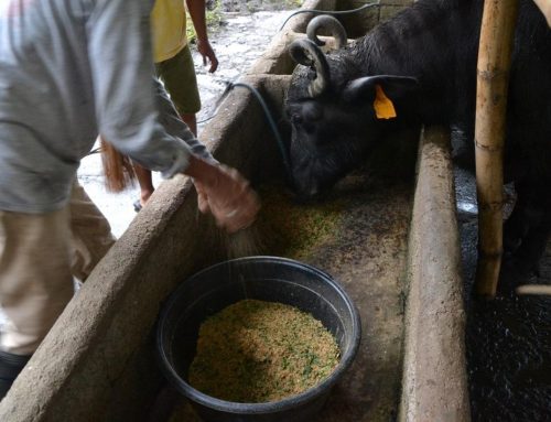 Feeding Protocols and Practices