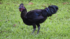 research study about native chicken