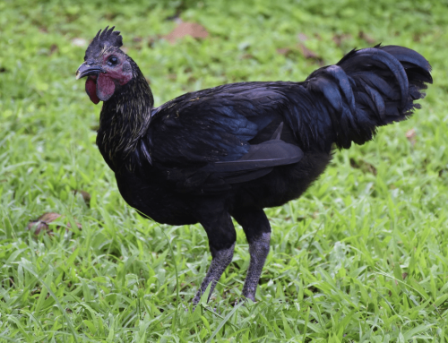 Development of Caraga Black Native Chicken through Selection and Breeding as Potential Niche Product of Caraga Region