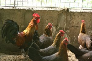 research study about native chicken