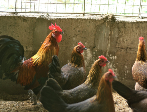 Establishment of Sustainable Selection, Breeding, and Hatchery operation for Darag Native Chicken production