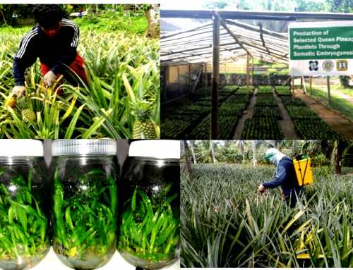 Enhancing Productivity and Marketability of Queen Pineapple