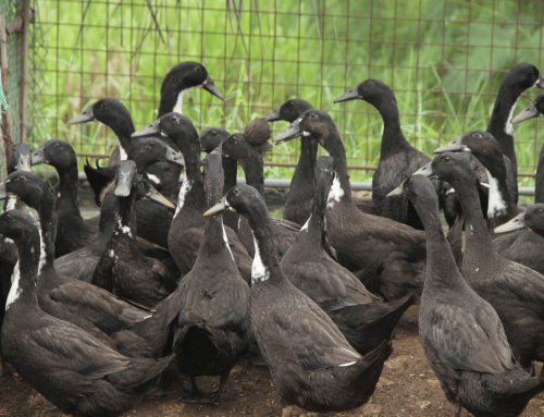 Itik for life Program for Sustainability of Philippine Duck Industry