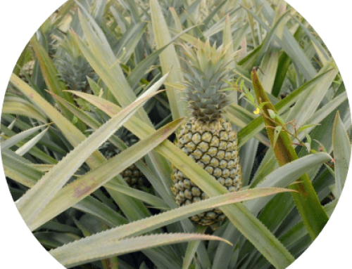 Optimum Planting Density & Fertilizer Rate