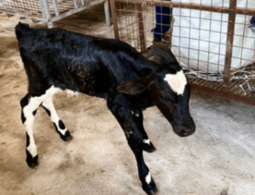 Establishment of Dairy Cattle Foundation Breeder Herd through Embryo Transfer (ET) using Imported Pedigreed Frozen Embryos