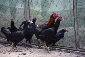 research study about native chicken