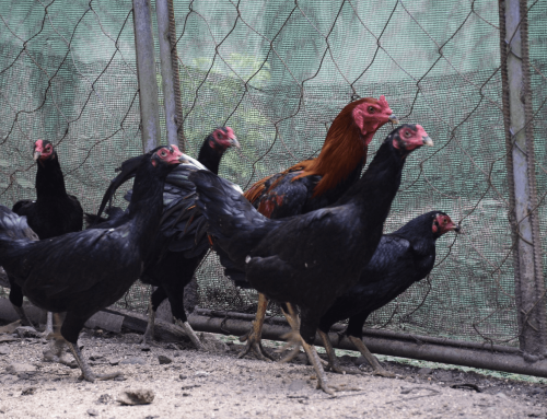 Establishment of ZamPen Native Chicken Breeding Population with Improved Egg Production and Growth Performance