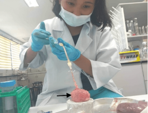 Genome analysis and establishment of germ cell cryopreservation for Philippine native pig