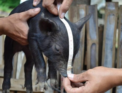 NICER Program on Establishment of Philippine Native Pig Research, Development and Extension Center