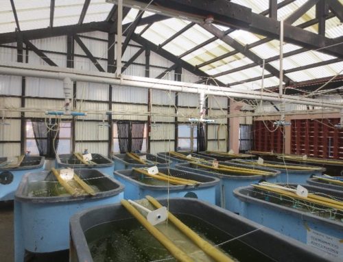 Adoption of Refined Commercial Scale Mud Crab Hatchery/Nursery System in Alaminos City, Pangasinan