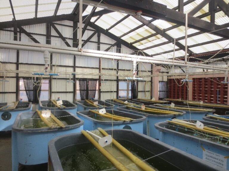 Adoption of Refined Commercial Scale Mud Crab Hatchery/Nursery System ...