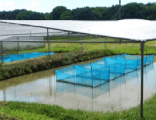 Promotion of Aquashade Technology in Luzon to Increase Nile Tilapia Seed Production During Warm Months