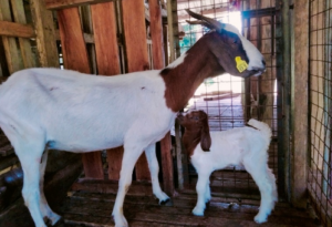 goat farming business plan philippines