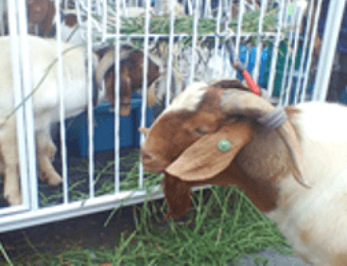 Non-invasive heat induction techniques for goats