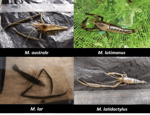 Hatchery Development for four indigenous Macrobrachium freshwater prawn species in Marinduque